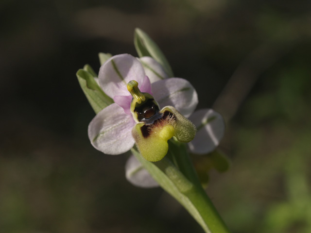 ophrys tenthredinifera